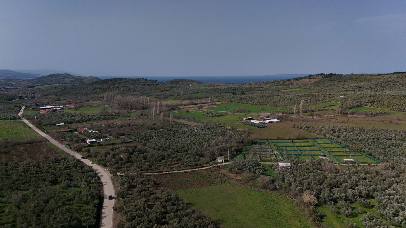 MUDANYA TRİLYE DE SATILIK BAHÇELER
