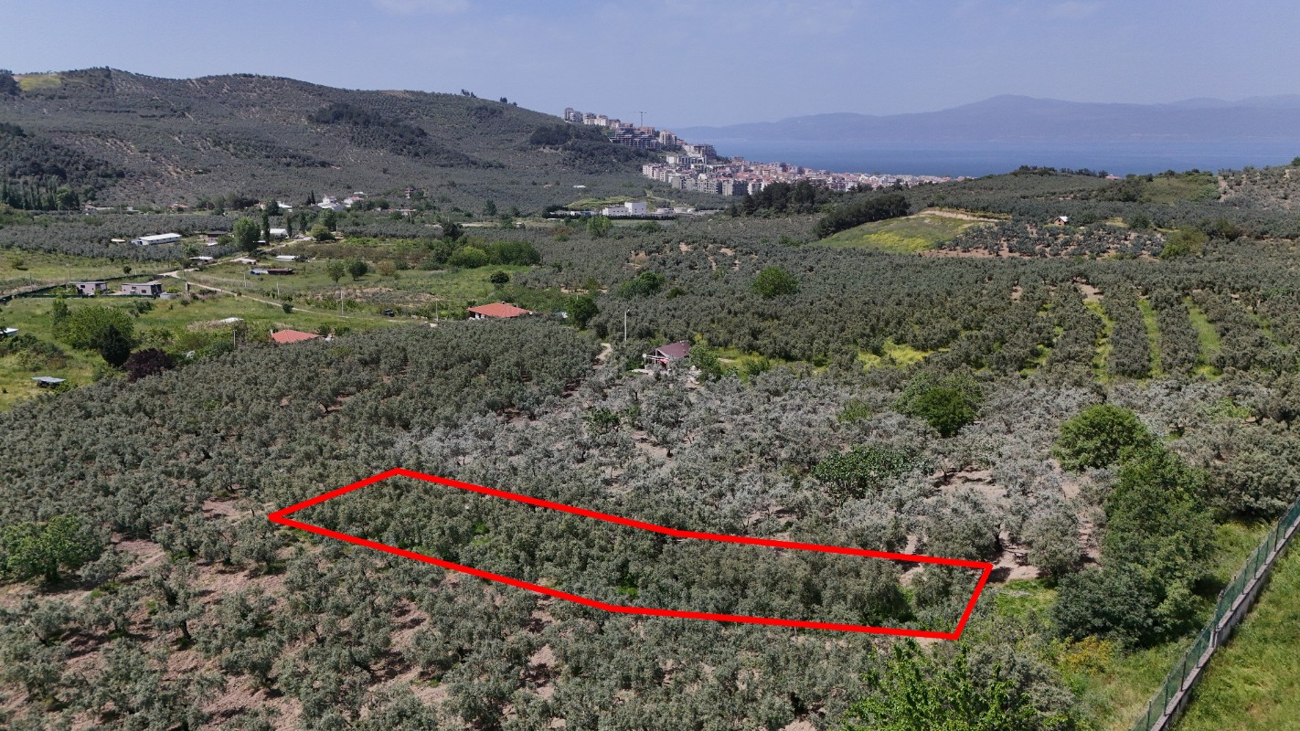 Mudanya Aydınpınarda Satılık 1214 m² Zeytinlik