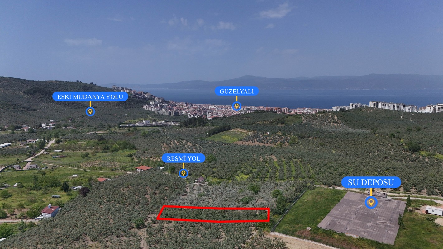 Mudanya Aydınpınarda Satılık 1214 m² Zeytinlik