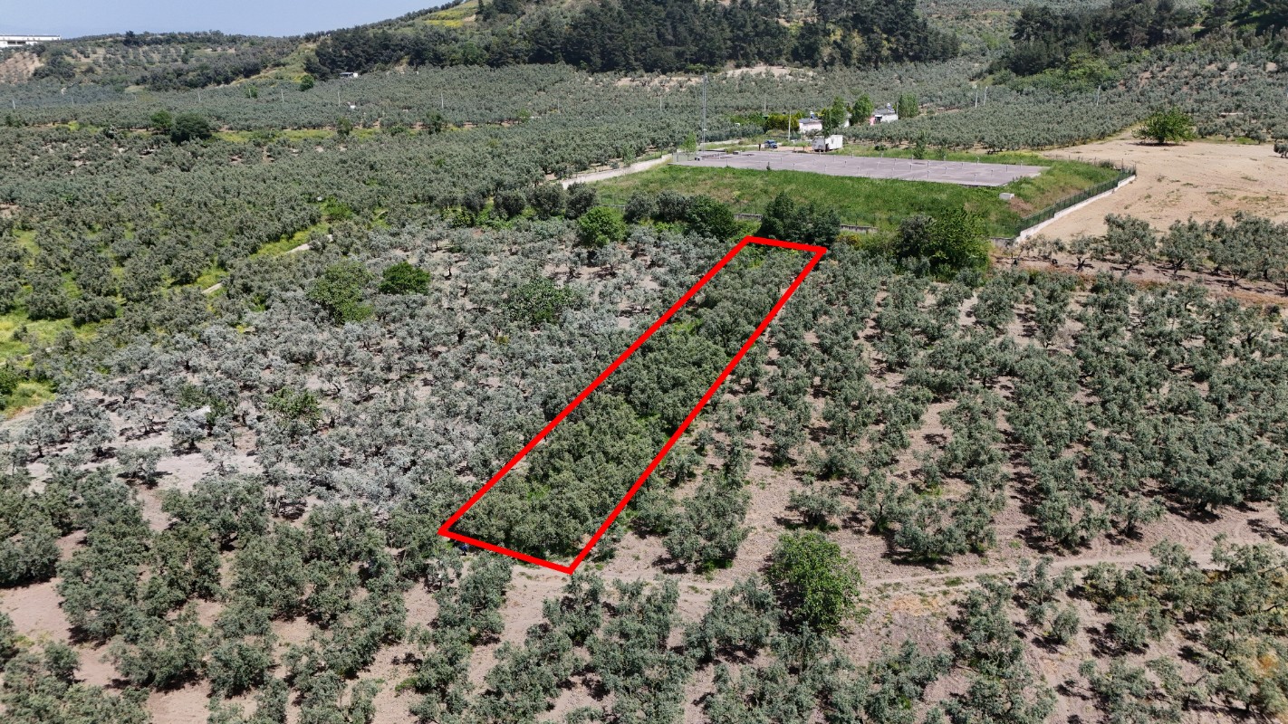 Mudanya Aydınpınarda Satılık 1214 m² Zeytinlik