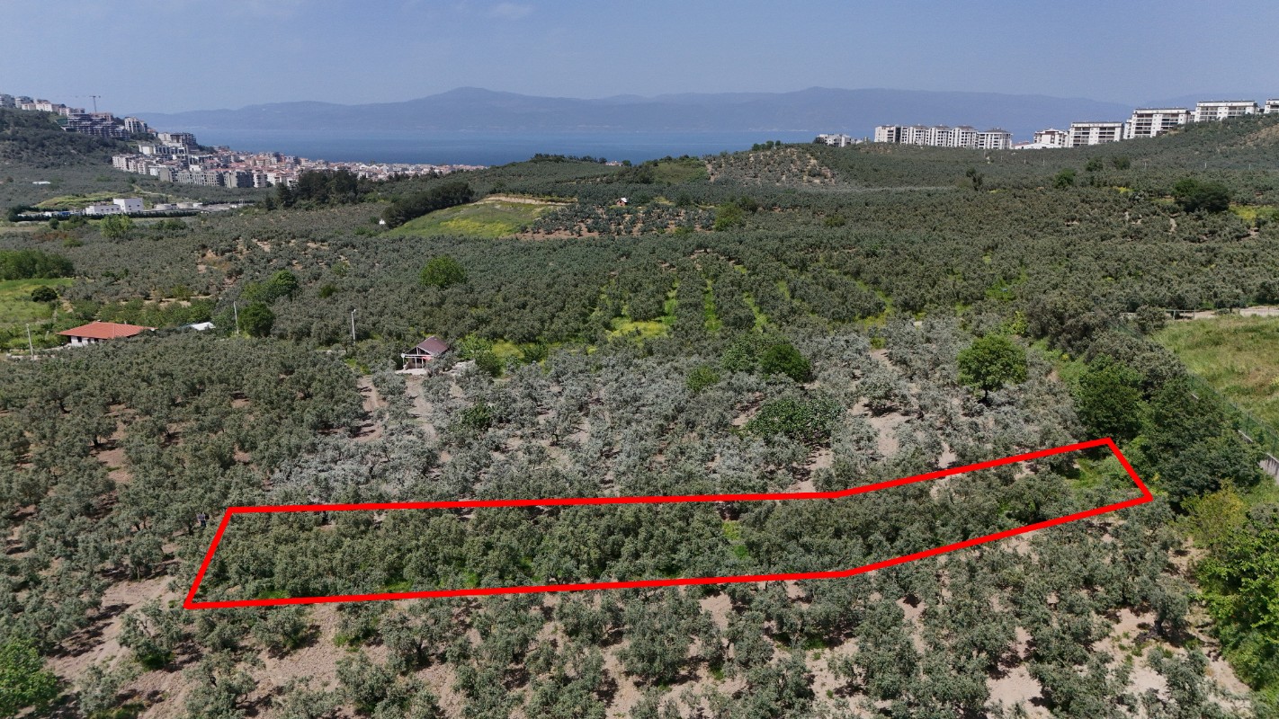 Mudanya Aydınpınarda Satılık 1214 m² Zeytinlik