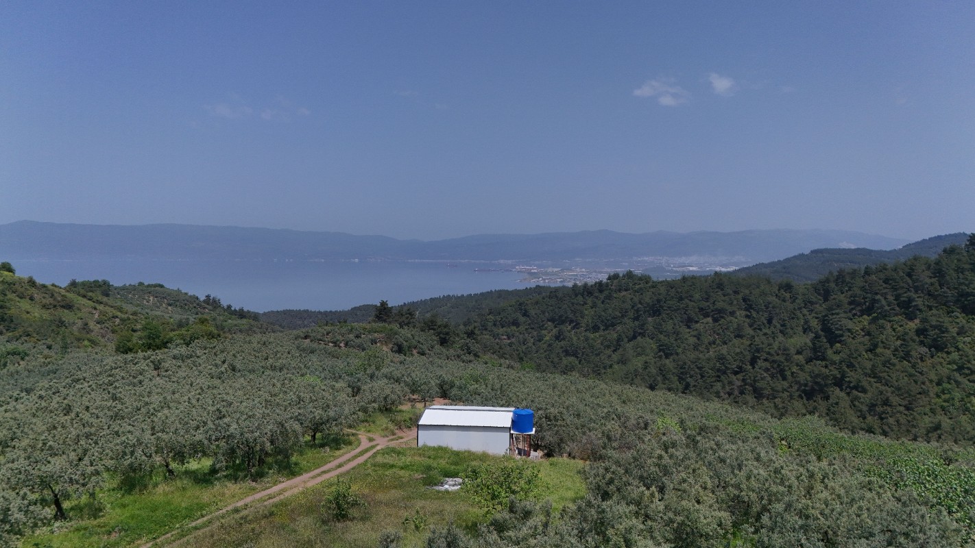 BURSA OSMANGAZİ GÜNDOĞDUDA SATILIK ZEYTİNLİK