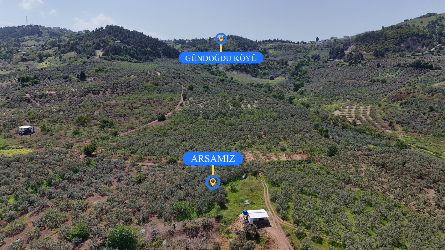 BURSA OSMANGAZİ GÜNDOĞDUDA SATILIK ZEYTİNLİK