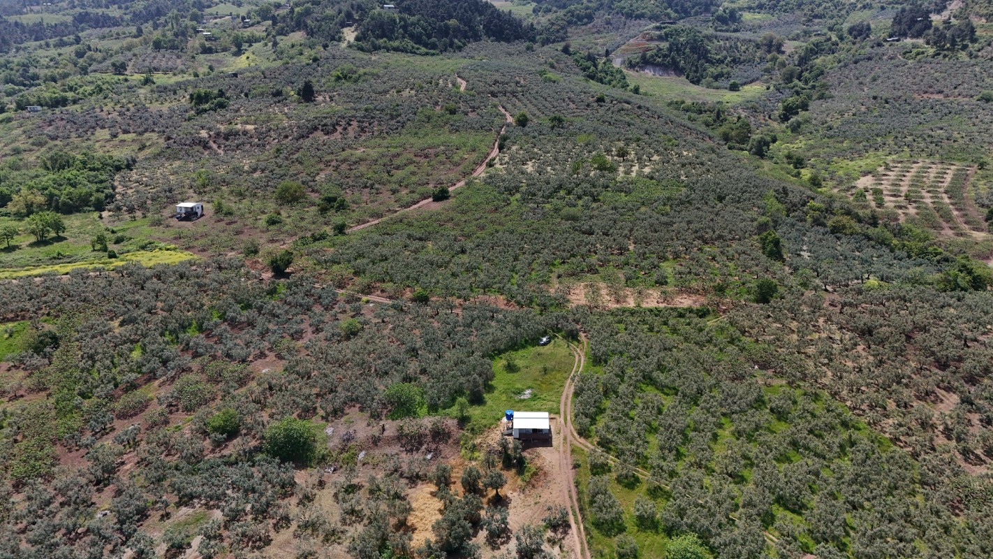 BURSA OSMANGAZİ GÜNDOĞDUDA SATILIK ZEYTİNLİK