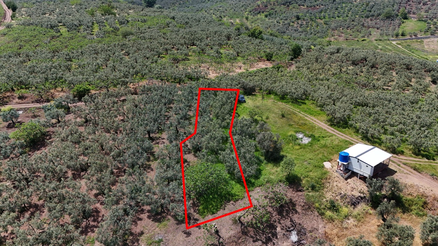 BURSA OSMANGAZİ GÜNDOĞDUDA SATILIK ZEYTİNLİK