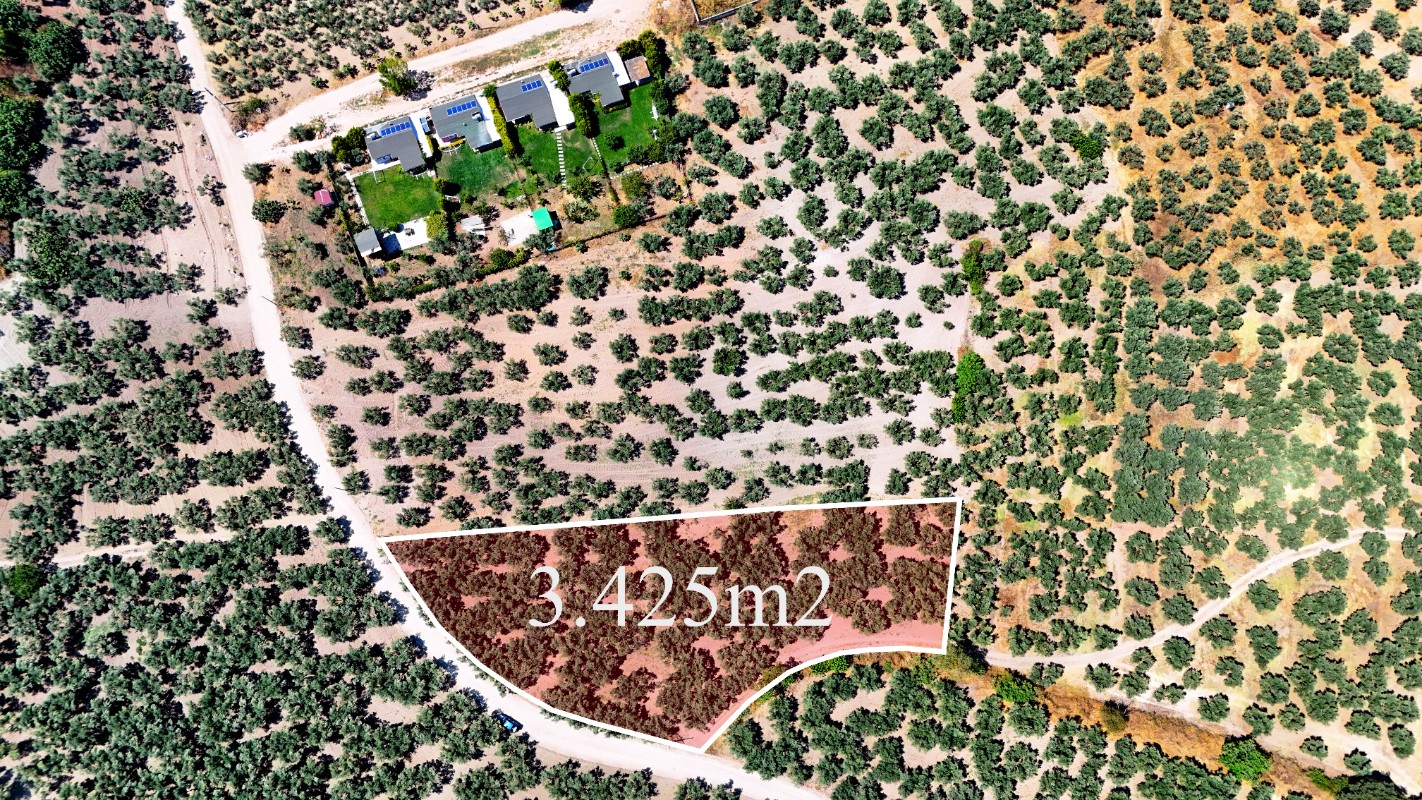 Mudanya Aydınpınar'da 3.425 m² Müstakil Tek Tapu Satılık Zeytinlik