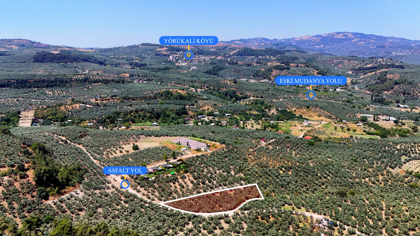 Mudanya Aydınpınar'da 3.425 m² Müstakil Tek Tapu Satılık Zeytinlik