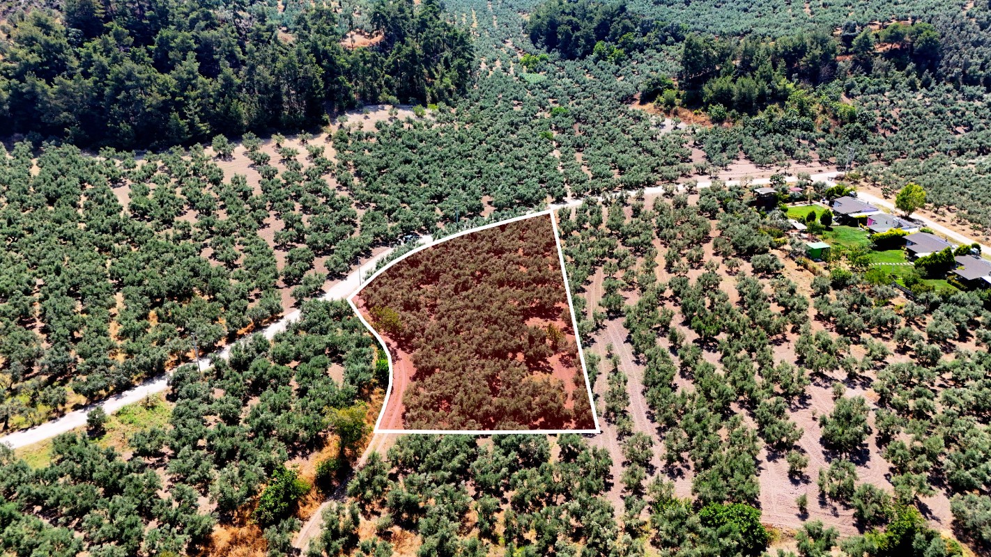 Mudanya Aydınpınar'da 3.425 m² Müstakil Tek Tapu Satılık Zeytinlik
