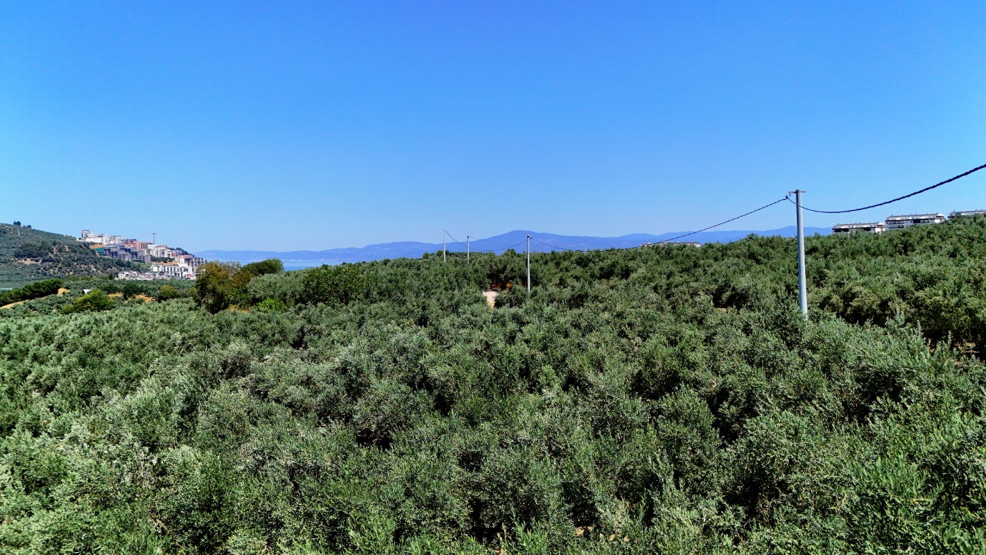 Mudanya Aydınpınar'da 3.425 m² Müstakil Tek Tapu Satılık Zeytinlik