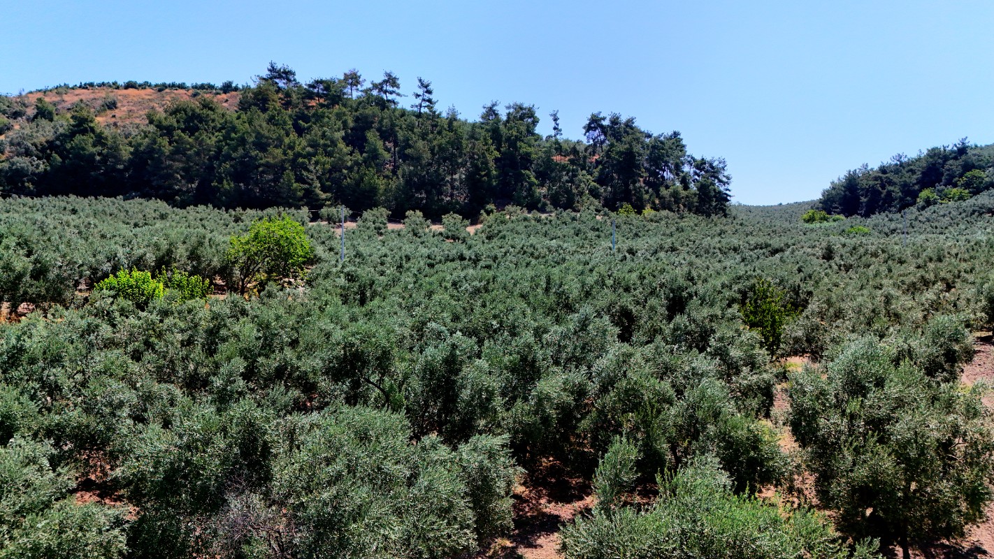 Mudanya Aydınpınar'da 3.425 m² Müstakil Tek Tapu Satılık Zeytinlik
