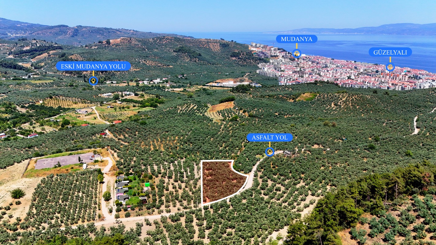 Mudanya Aydınpınar'da 3.425 m² Müstakil Tek Tapu Satılık Zeytinlik