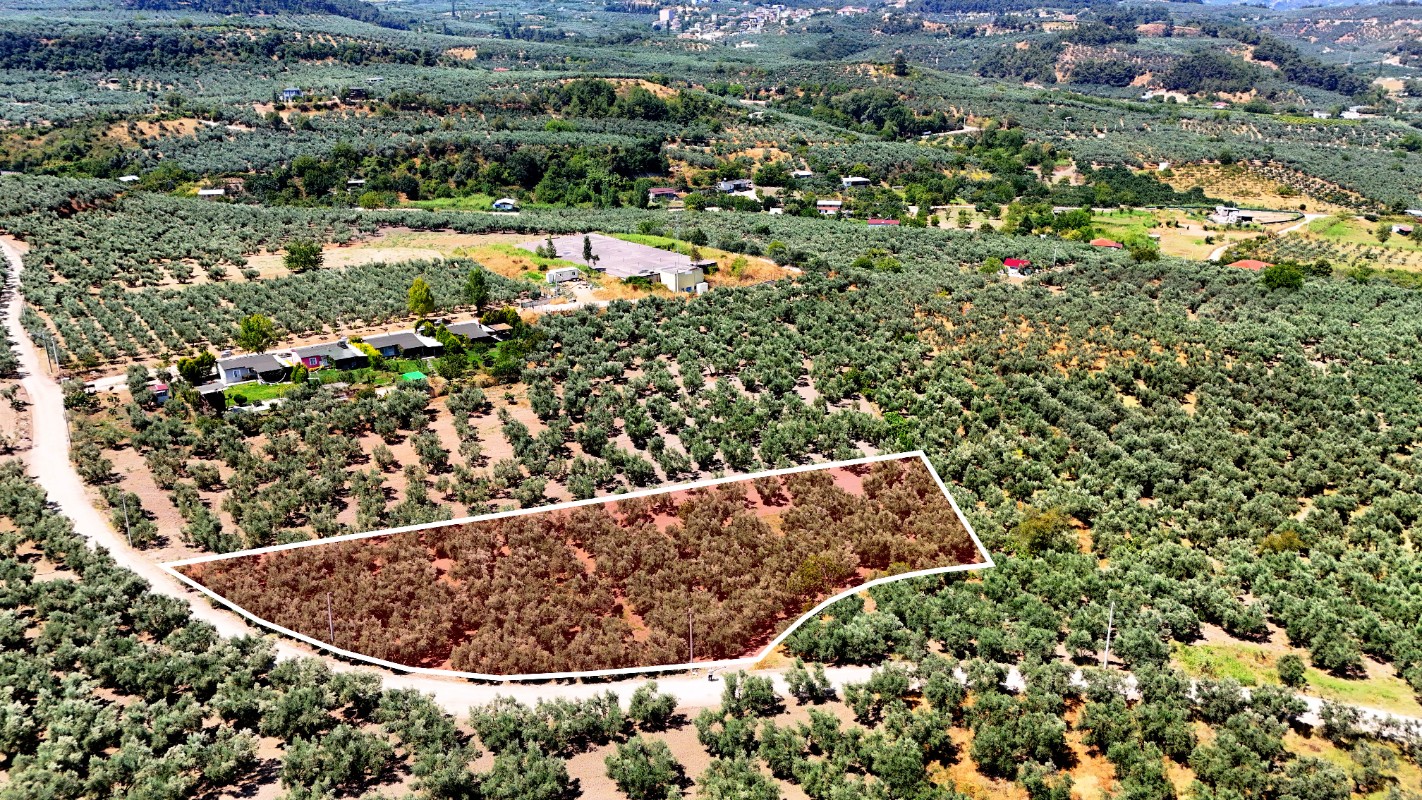 Mudanya Aydınpınar'da 3.425 m² Müstakil Tek Tapu Satılık Zeytinlik