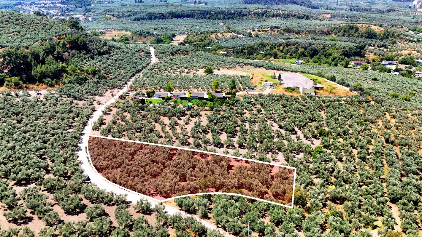 Mudanya Aydınpınar'da 3.425 m² Müstakil Tek Tapu Satılık Zeytinlik