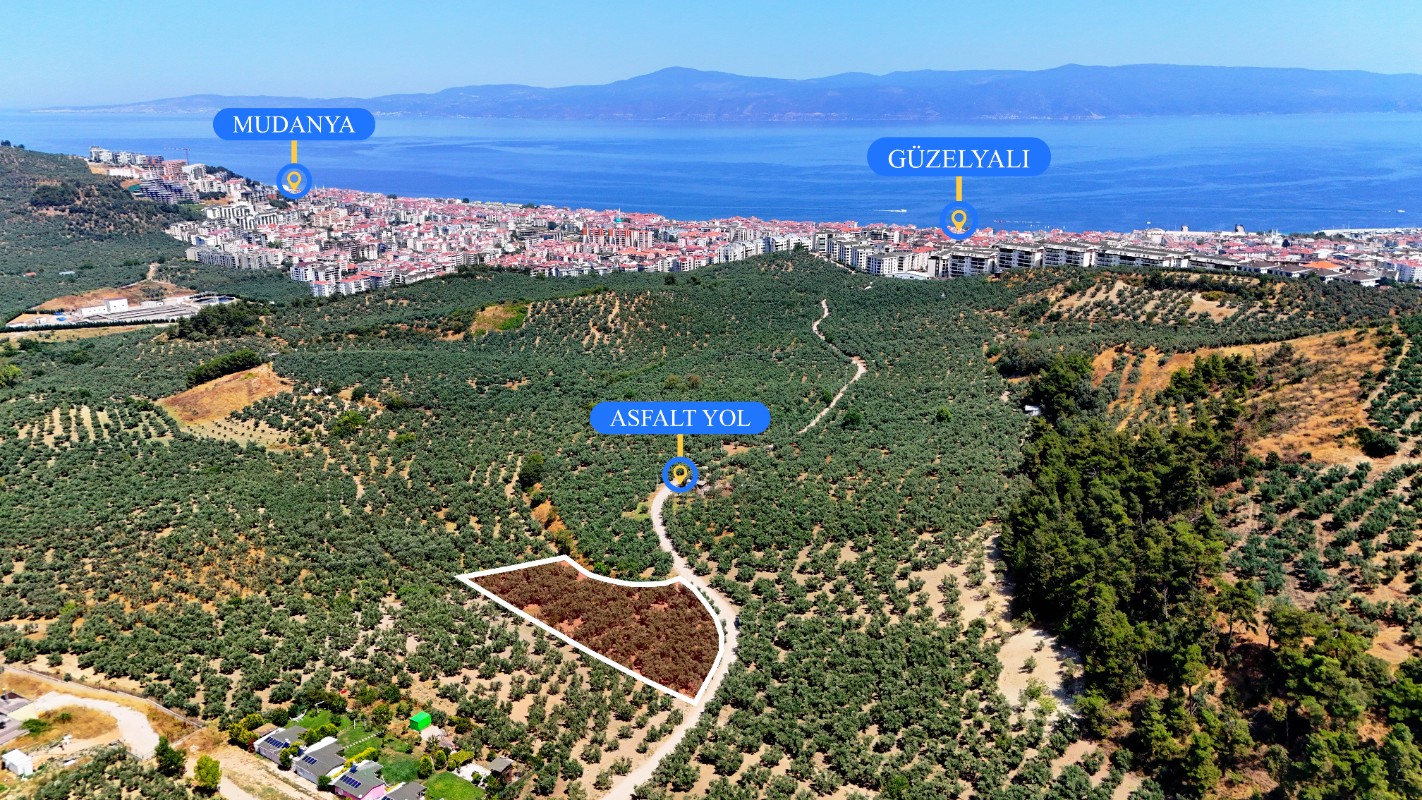 Mudanya Aydınpınar'da 3.425 m² Müstakil Tek Tapu Satılık Zeytinlik
