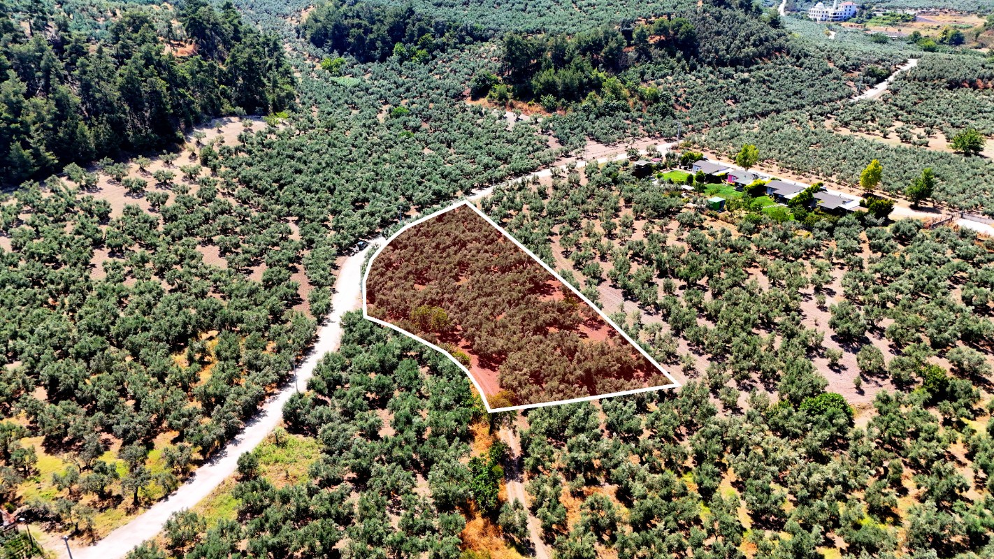 Mudanya Aydınpınar'da 3.425 m² Müstakil Tek Tapu Satılık Zeytinlik