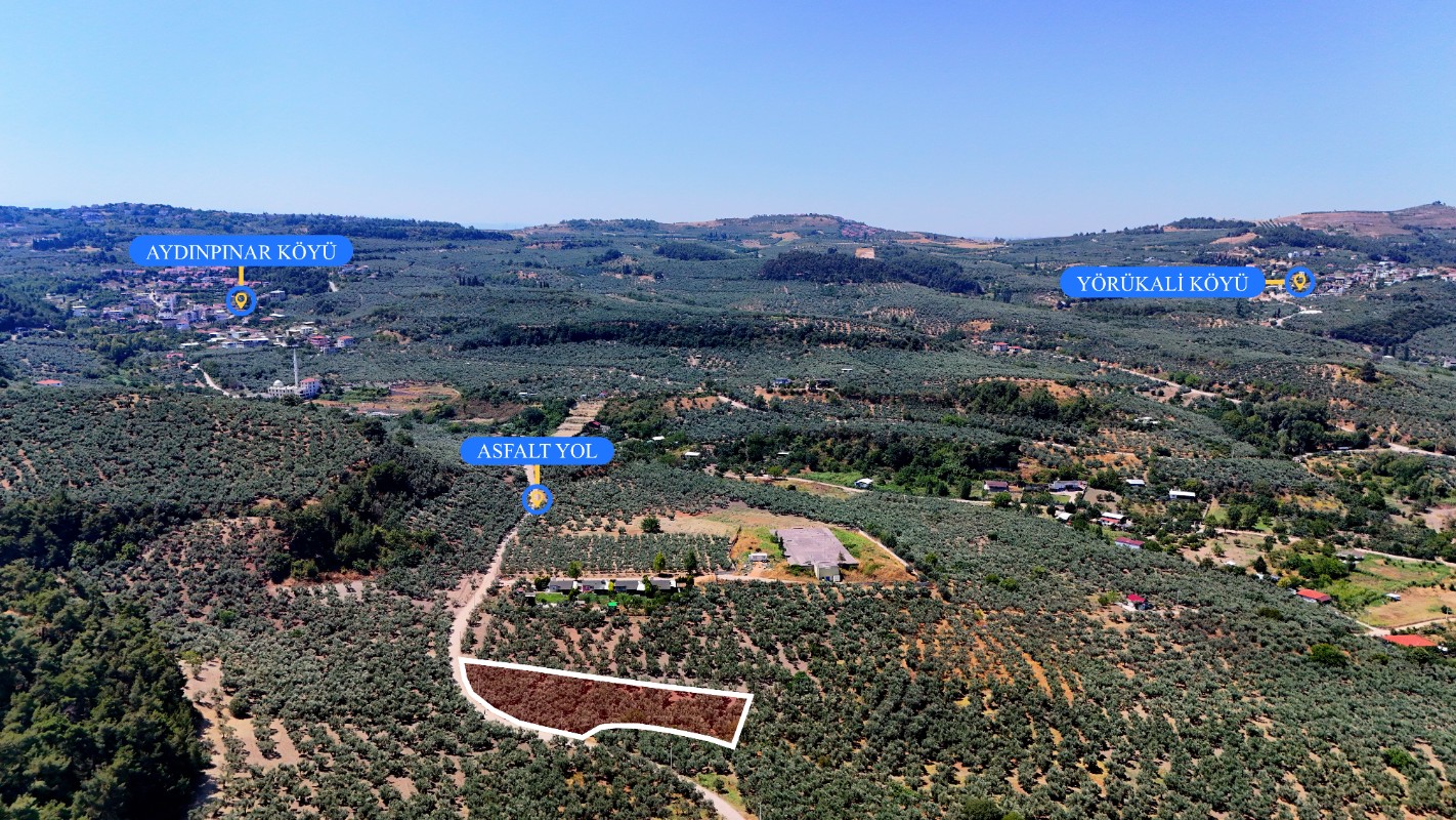 Mudanya Aydınpınar'da 3.425 m² Müstakil Tek Tapu Satılık Zeytinlik