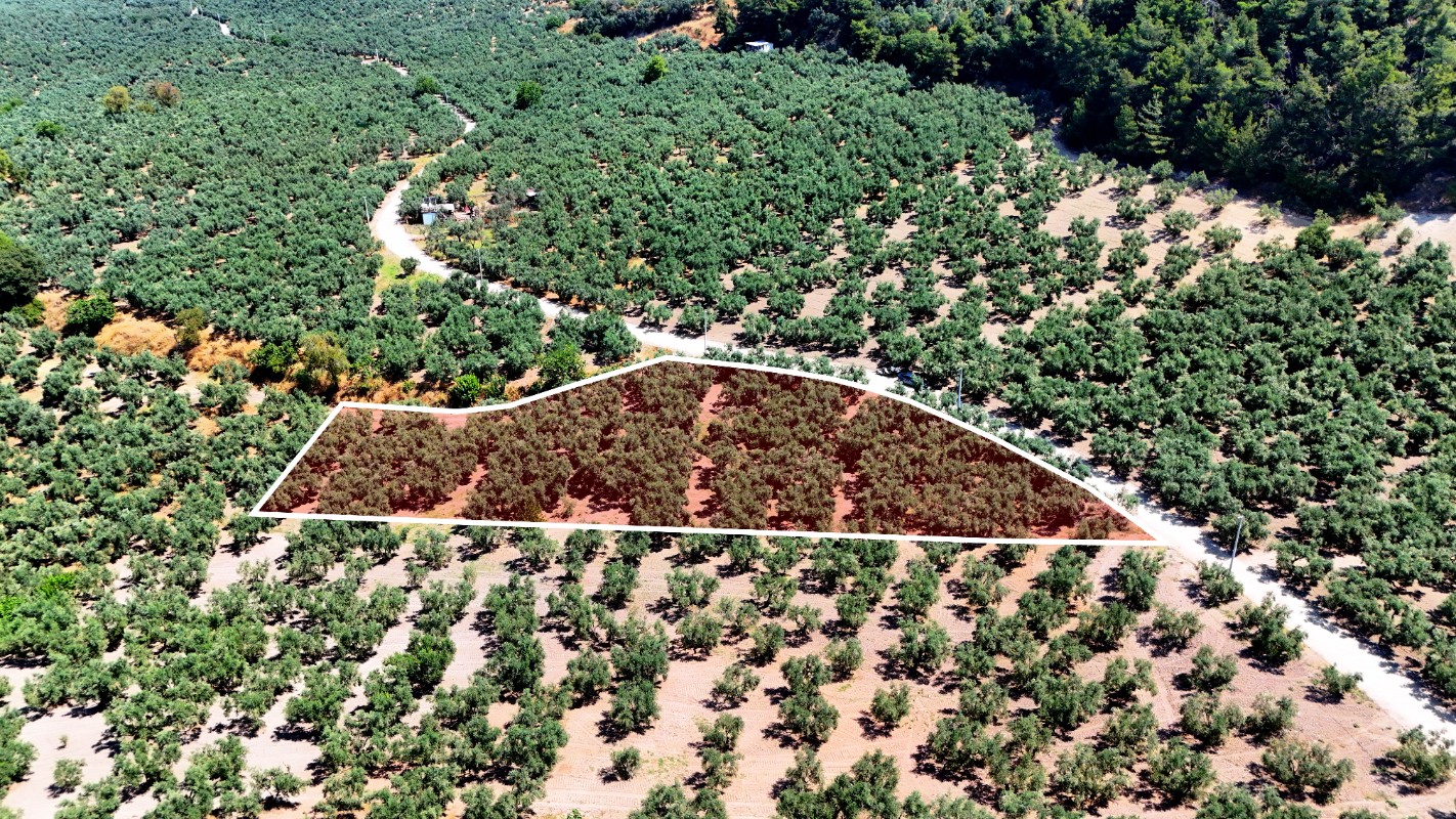 Mudanya Aydınpınar'da 3.425 m² Müstakil Tek Tapu Satılık Zeytinlik