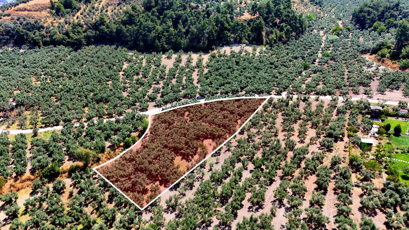 Mudanya Aydınpınar'da 3.425 m² Müstakil Tek Tapu Satılık Zeytinlik